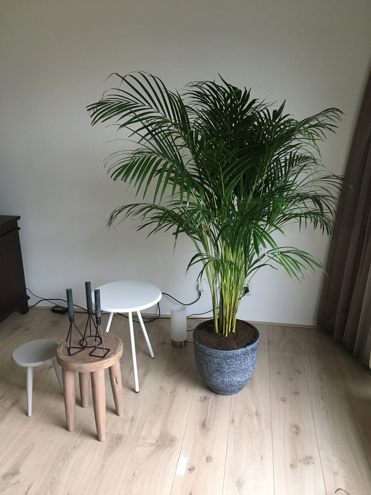 The Areca Palm (Butterfly Palm)